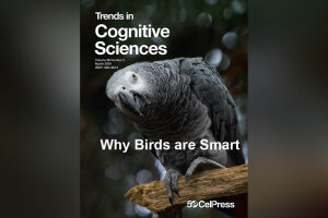 Why Birds are Smart.jpg